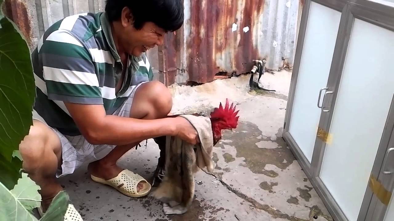 Thức ăn chính