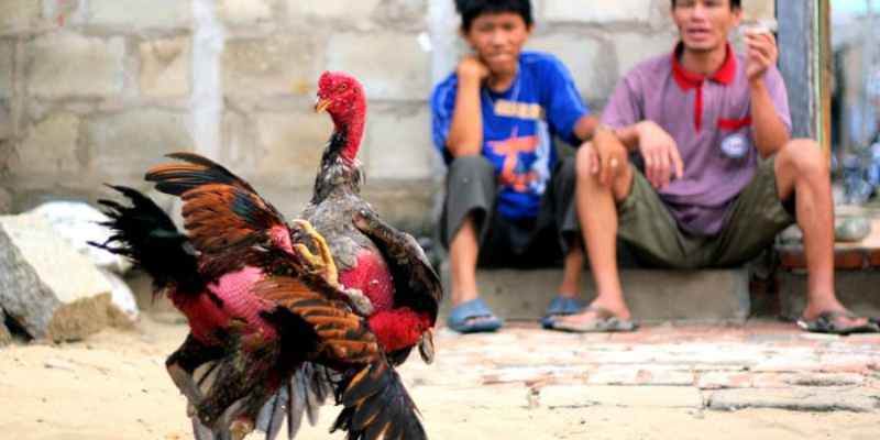 da-ga-truc-tuyen-8kbet-la-dia-chi-truc-tiep