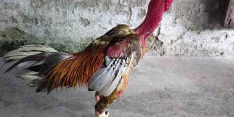 giao-dien-cuoc-da-ga-tai-sv388