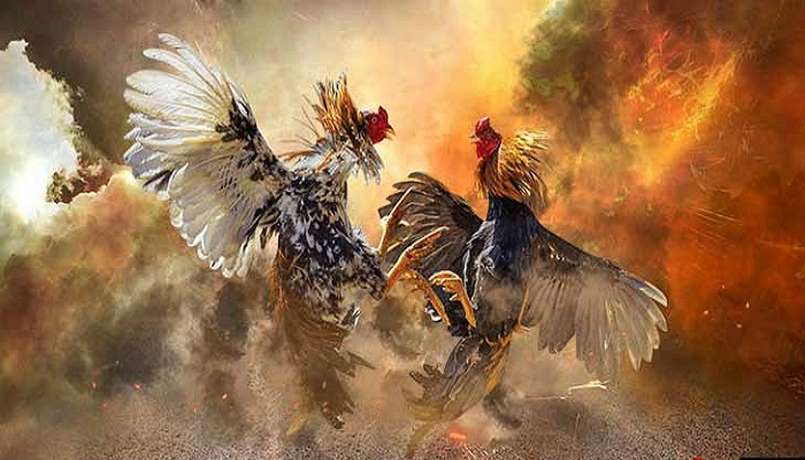 Nội quy đá gà chọi, đá gà 3 miền Bắc, Trung, Nam 2 Nội quy đá gà chọi ở miền Nam