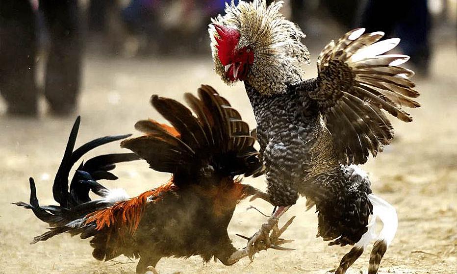 Nội quy đá gà chọi, đá gà 3 miền Bắc, Trung, Nam 3 Nội quy đá gà chọi cựa sắt