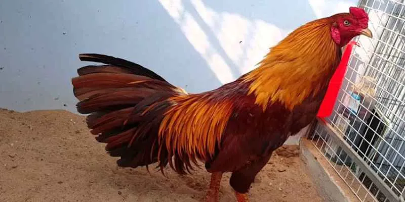 nen-chon-cuoc-cac-chien-ke-co-mat-to-sang-mo-nhon-rong (2)